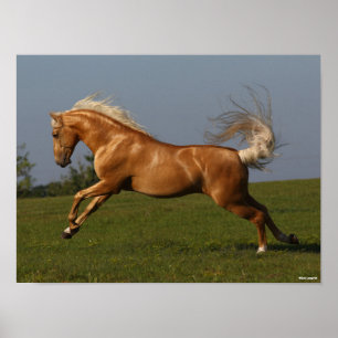 Poster Bob Langrish   Palomino Lusitano — Leapão