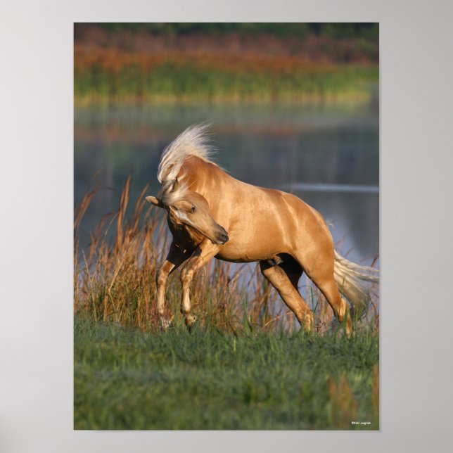 Poster Bob Langrish | Palomino Lusitano Stallion Bucking (Frente)