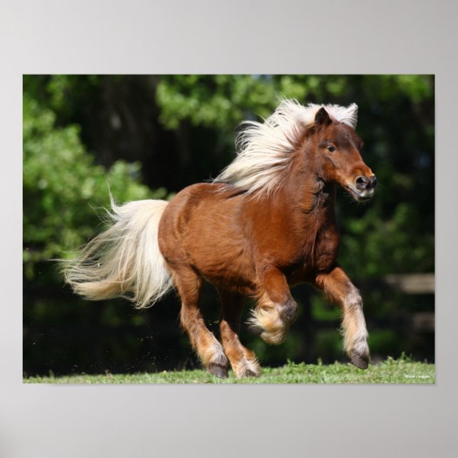 Poster Bob Langrish | Palomino Miniatura Pony Running (Frente)