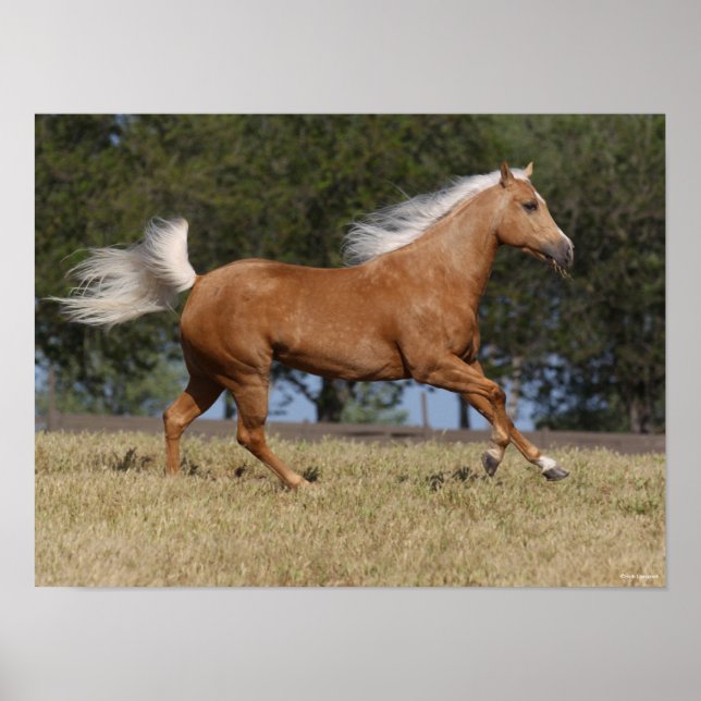 Poster Bob Langrish | Palomino Quarter Horse Running (Frente)