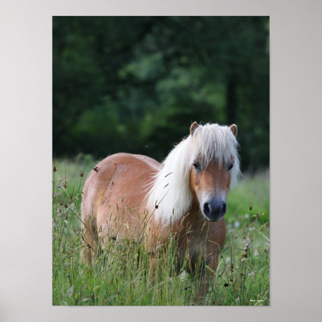 Poster Bob Langrish | Palomino Shetland Em Grass (Frente)
