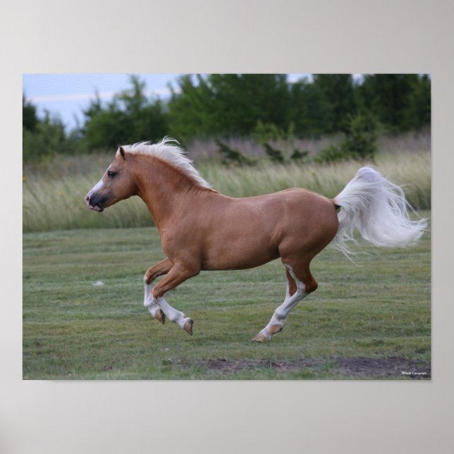 Poster Bob Langrish | Palomino Welsh Pony Running (Frente)