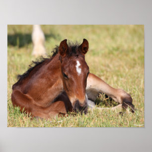 Poster Bob Langrish   Pão De Warmblood Deitado Em Grama