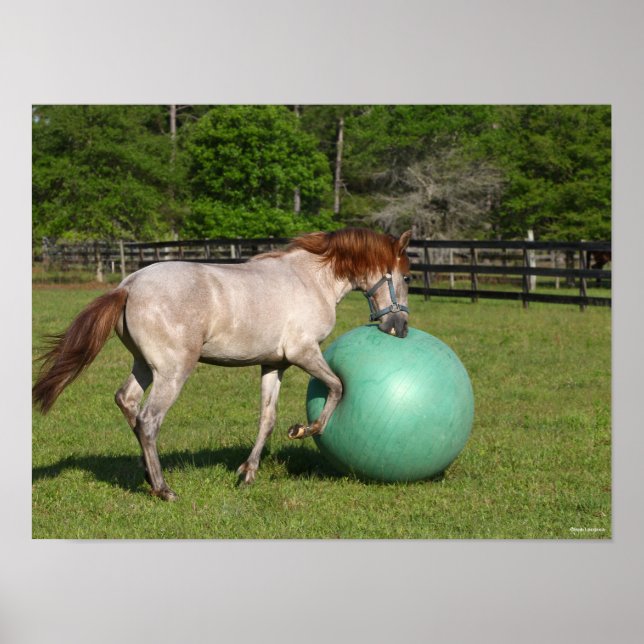 Poster Bob Langrish | Paso Fino Horse Brincando Com Bola (Frente)