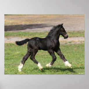 Poster Bob Langrish Pé Negra De Vanner Cigarro Em Corr