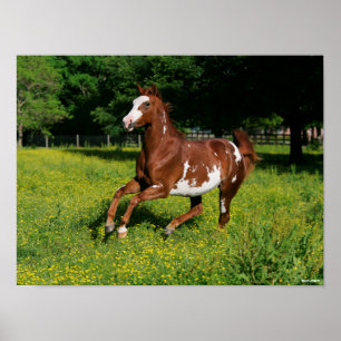 Poster Bob Langrish Pinto Oldenburg Correndo em flores