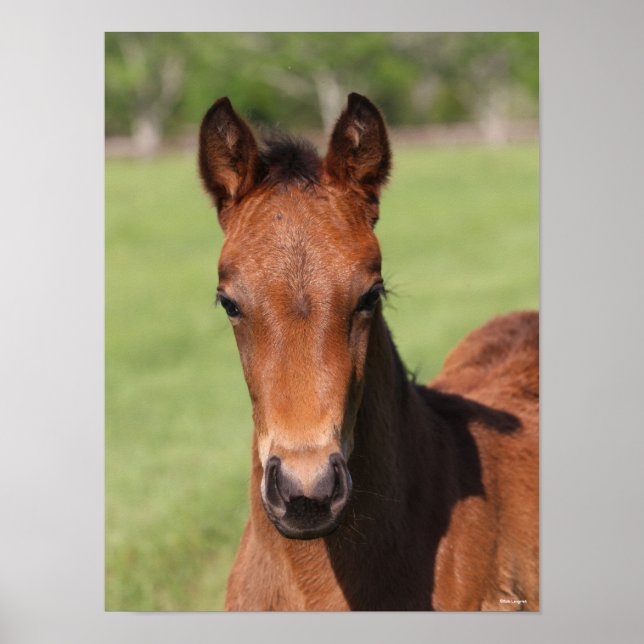 Poster Bob Langrish | Quarter Horse Foal Headshot (Frente)
