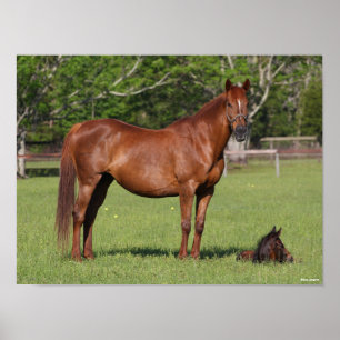 Poster Bob Langrish Quarter Horse Mare and Foal Standing