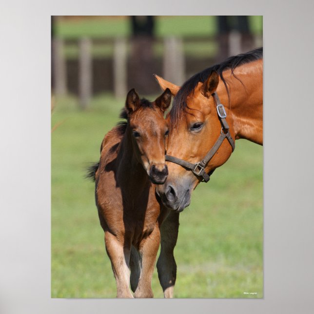 Poster Bob Langrish Quarter Horse Mare e Foal Cuddling (Frente)