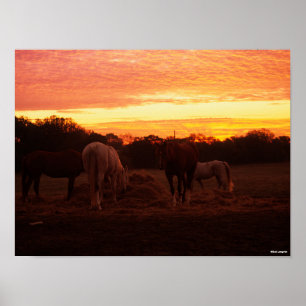 Poster Bob Langrish   Quatro Cavalos Grazados ao Sol
