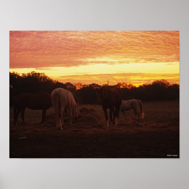 Poster Bob Langrish | Quatro Cavalos Grazados ao Sol (Frente)