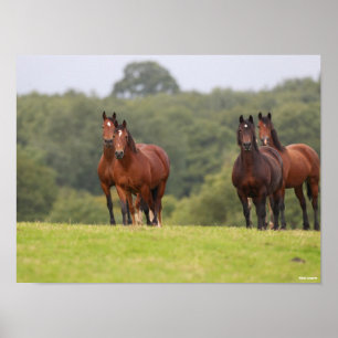Poster Bob Langrish Quatro Pôneis galeses em pé