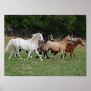 Poster Bob Langrish Quatro Pôs Em Corrente Junto