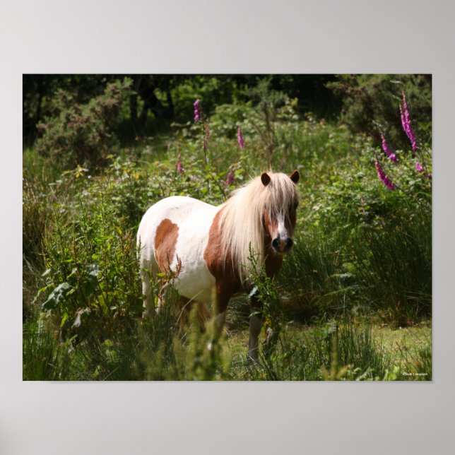 Poster Bob Langrish | Shetland Pony Em Flores (Frente)