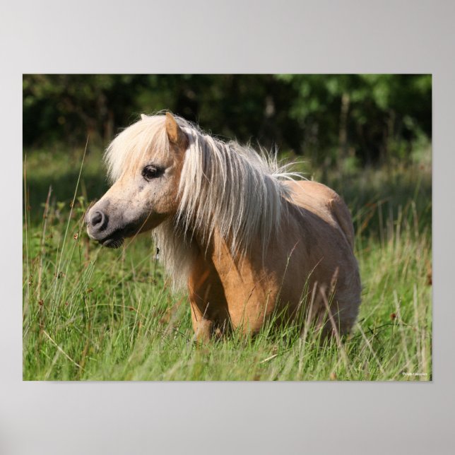Poster Bob Langrish Shetland Pony em pé de longa grama (Frente)