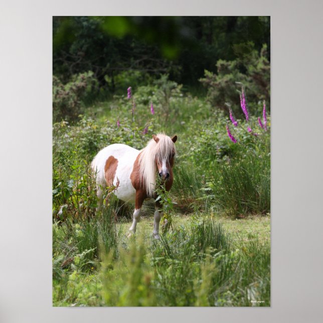Poster Bob Langrish | Shetland Pony Por Flores (Frente)