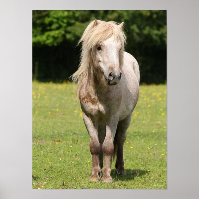 Poster Bob Langrish | Shetland Pony Standby (Frente)