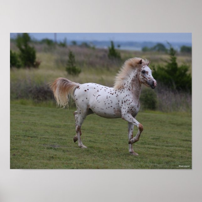 Poster Bob Langrish | Spotty Pony Da América (Frente)