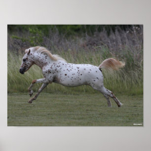 Poster Bob Langrish   Spotty Pony of America Leaping