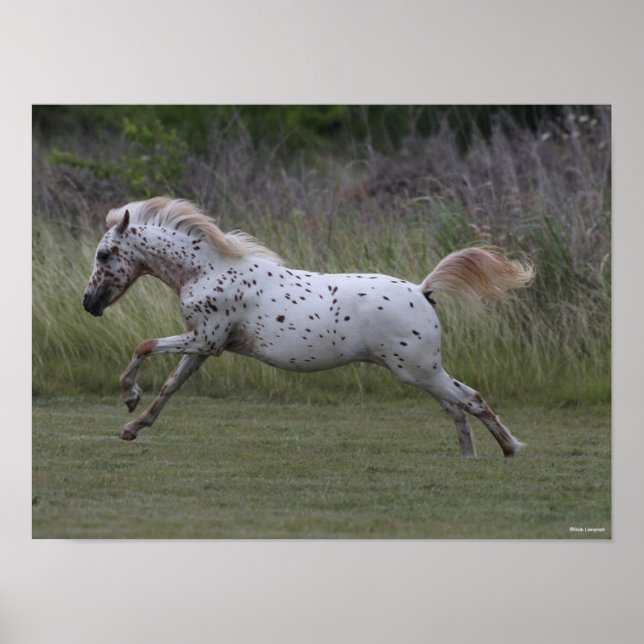 Poster Bob Langrish | Spotty Pony of America Leaping (Frente)