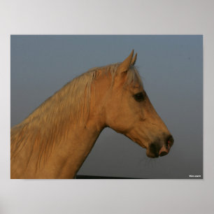 Poster Bob Langrish   Tennessee Walker Misty Headshot