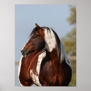 Poster Bob Langrish Tobiano Paint Stallion Headshot
