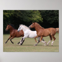 Bob Langrish | Três Cavalos Árabes Juntos
