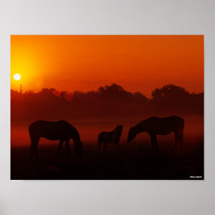 Poster Bob Langrish   Três Cavalos Grazados ao Sol