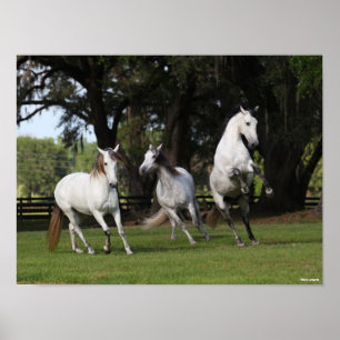Poster Bob Langrish   Três Cinzas Andalucianos Fugindo