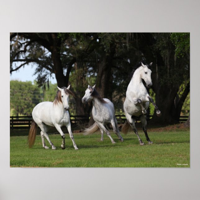 Poster Bob Langrish | Três Cinzas Andalucianos Fugindo (Frente)