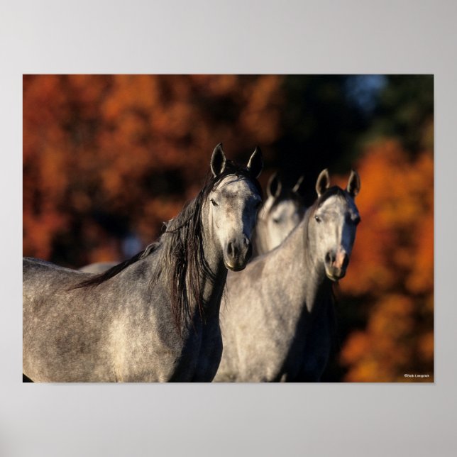 Poster Bob Langrish | Três Cinzas Árabes Juntos (Frente)