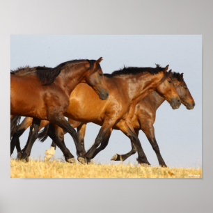 Poster Bob Langrish Triplo Andaluciano Mares Running