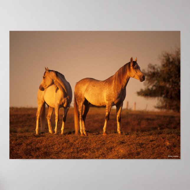 Poster Bob Langrish | Two Grey Arabs Standing at Sunset (Frente)