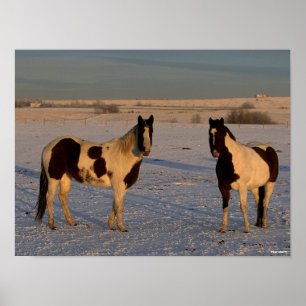 Poster Bob Langrish Two Paint Horses In The Snow