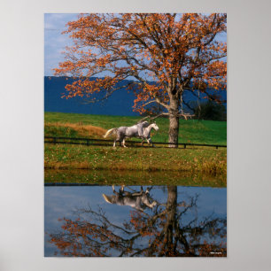 Poster Bob Langrish Two Together Warmbloods By Lake