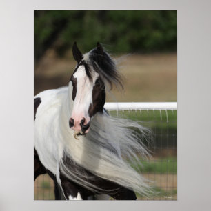 Poster Bob Langrish Vanner Gypsy Mane Fluir