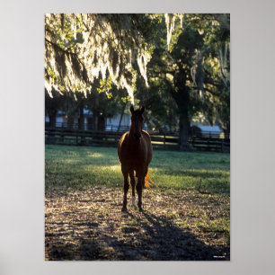 Poster Bob Langrish Warmblood com iluminação traseira