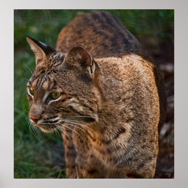 Poster BobCat (Frente)