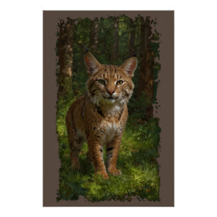 Póster Bobcat Forest Wildlife