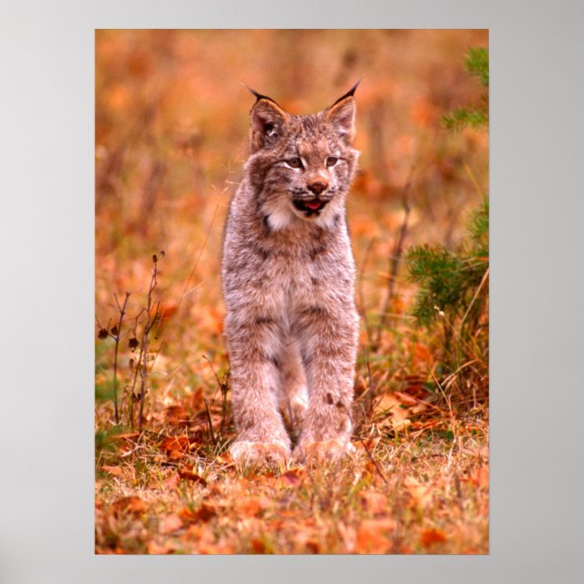 Poster Bobcat Hunting | Florestas do outono (Frente)