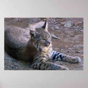 Poster Bobcat no deserto de Sonoran