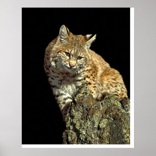 Póster Bobcat sentado em uma pedra de Junglewalk.com
