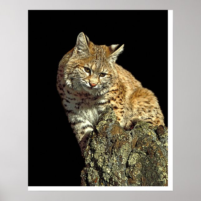 Póster Bobcat sentado em uma pedra de Junglewalk.com (Frente)