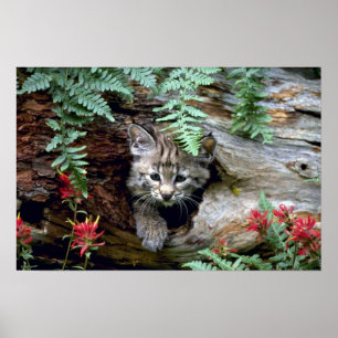 Poster Bobcat-Summer-Kitten em log oco