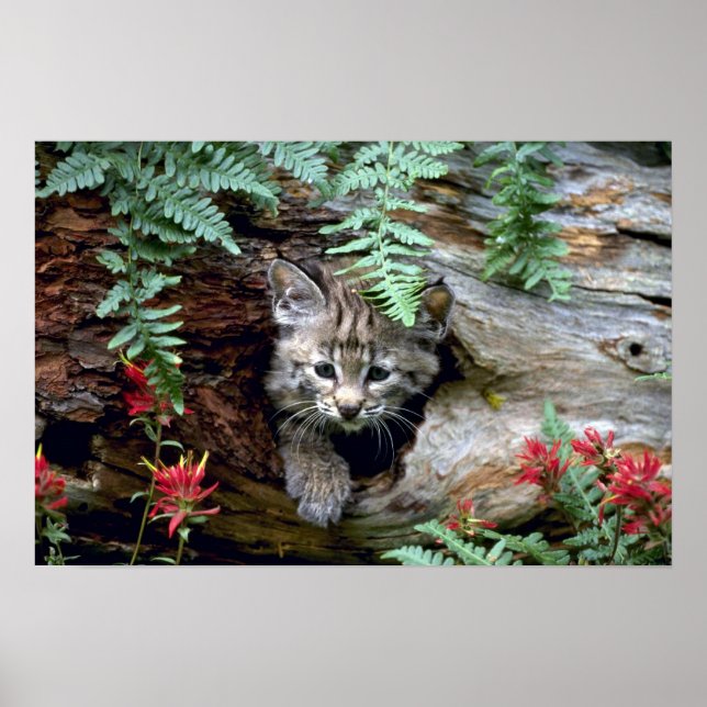 Poster Bobcat-Summer-Kitten em log oco (Frente)