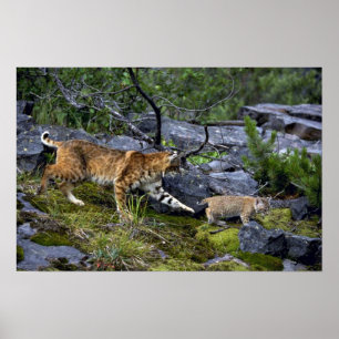 Póster Bobcats-verão-mãe com gatinho pequeno