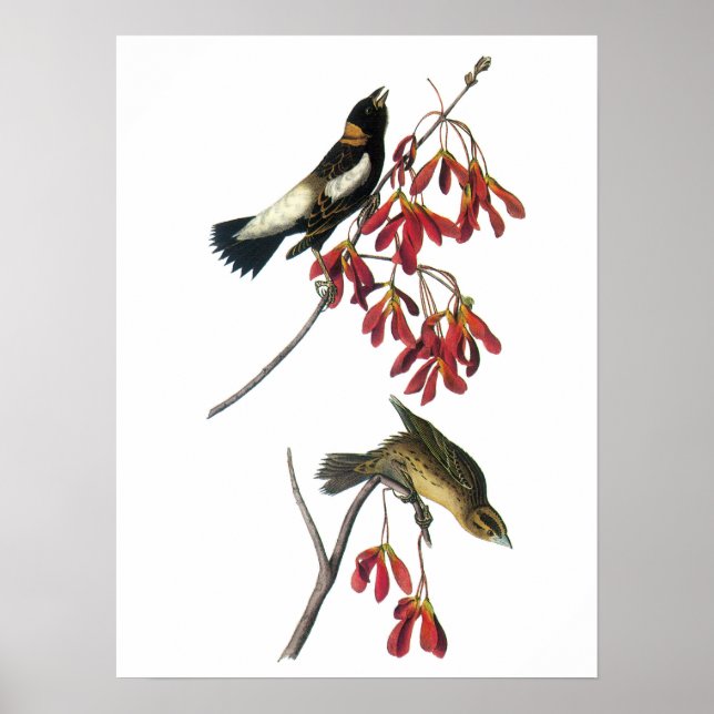 Poster Bobolink por Audubon (Frente)