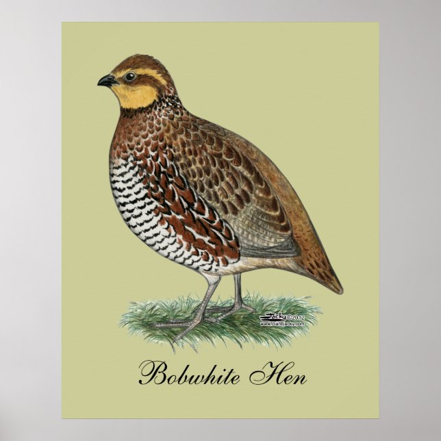 Póster Bobwhite Quail Hen (Frente)