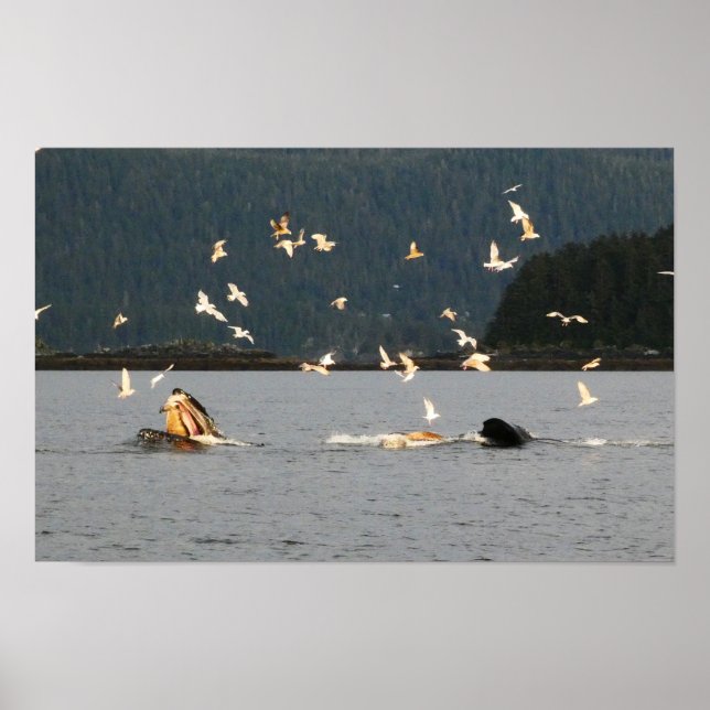 Poster boca grande jubarte (Frente)