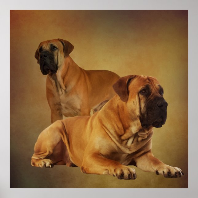 Poster Boerboel - Mastiff Sul-Africano (Frente)